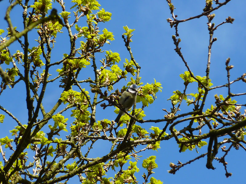 Blue Tit